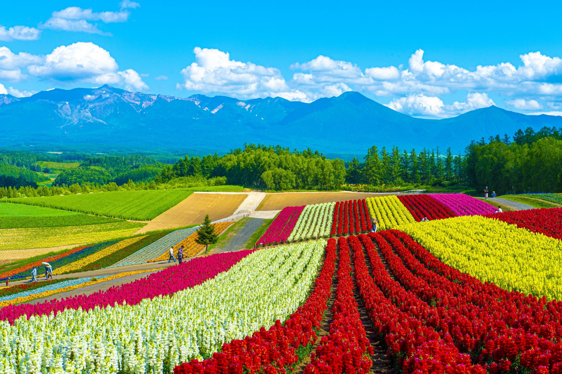 Flower fields, Hokkaido